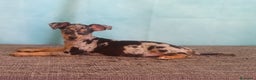 Pinscher Miniatura perros en venta: 🐾Preciosos Cachorros de Pinscher Miniatura🐶 - Anuncio 1