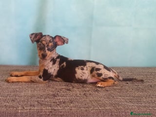 Pinscher Miniatura perros 🐾Preciosos Cachorros de Pinscher Miniatura🐶 - Anuncio 6