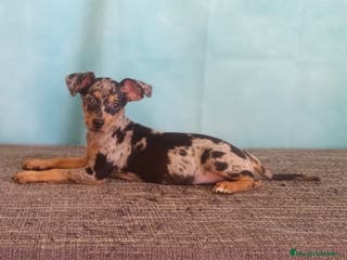 Pinscher Miniatura perros 🐾Preciosos Cachorros de Pinscher Miniatura🐶 - Anuncio 1