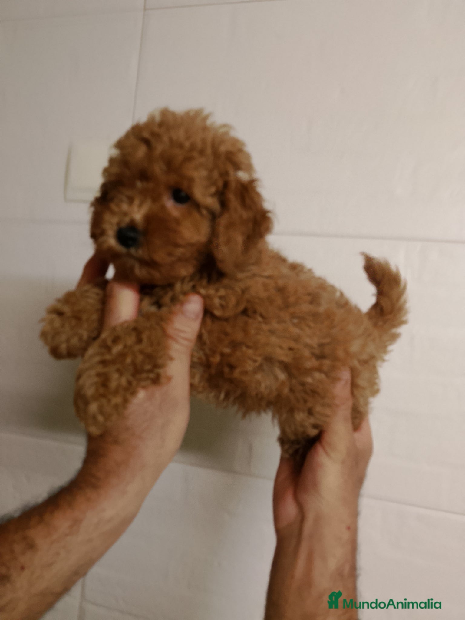 Caniche Mediano perros Caniche mediano 616131781 - Anuncio 1