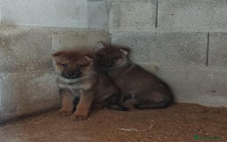 Perro Lobo Checoslovaco perros en venta: Perro lobo checoslovaco - Imagen 4