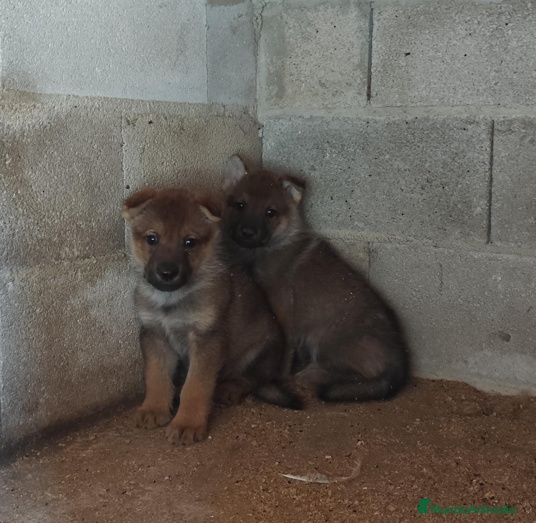 Perro Lobo Checoslovaco perros en venta: Perro lobo checoslovaco - Imagen 4