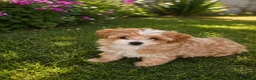 Maltipoo perros en venta: ÚLTIMA MALTIPOO MINI - Anuncio 1
