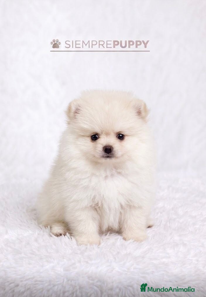 Pomerania perros POMERANIA MINI TOY LULÚ - Anuncio 4