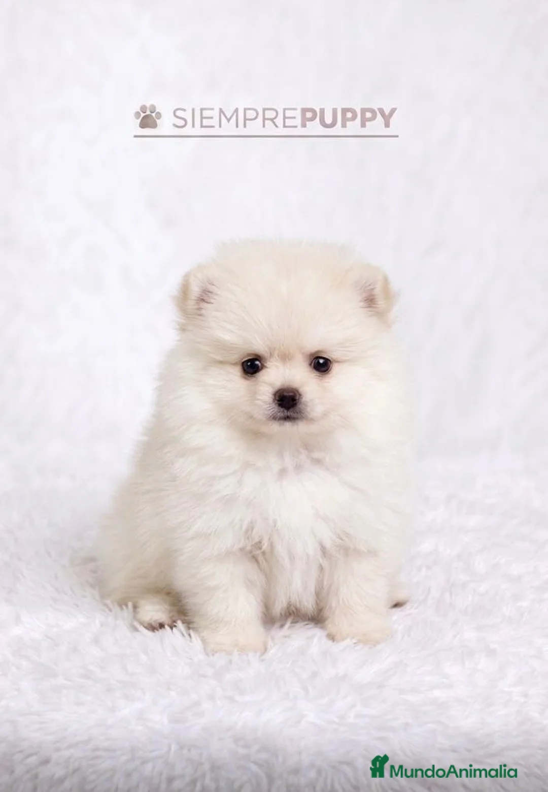 Pomerania perros en venta: POMERANIA MINI TOY LULÚ - Anuncio 1