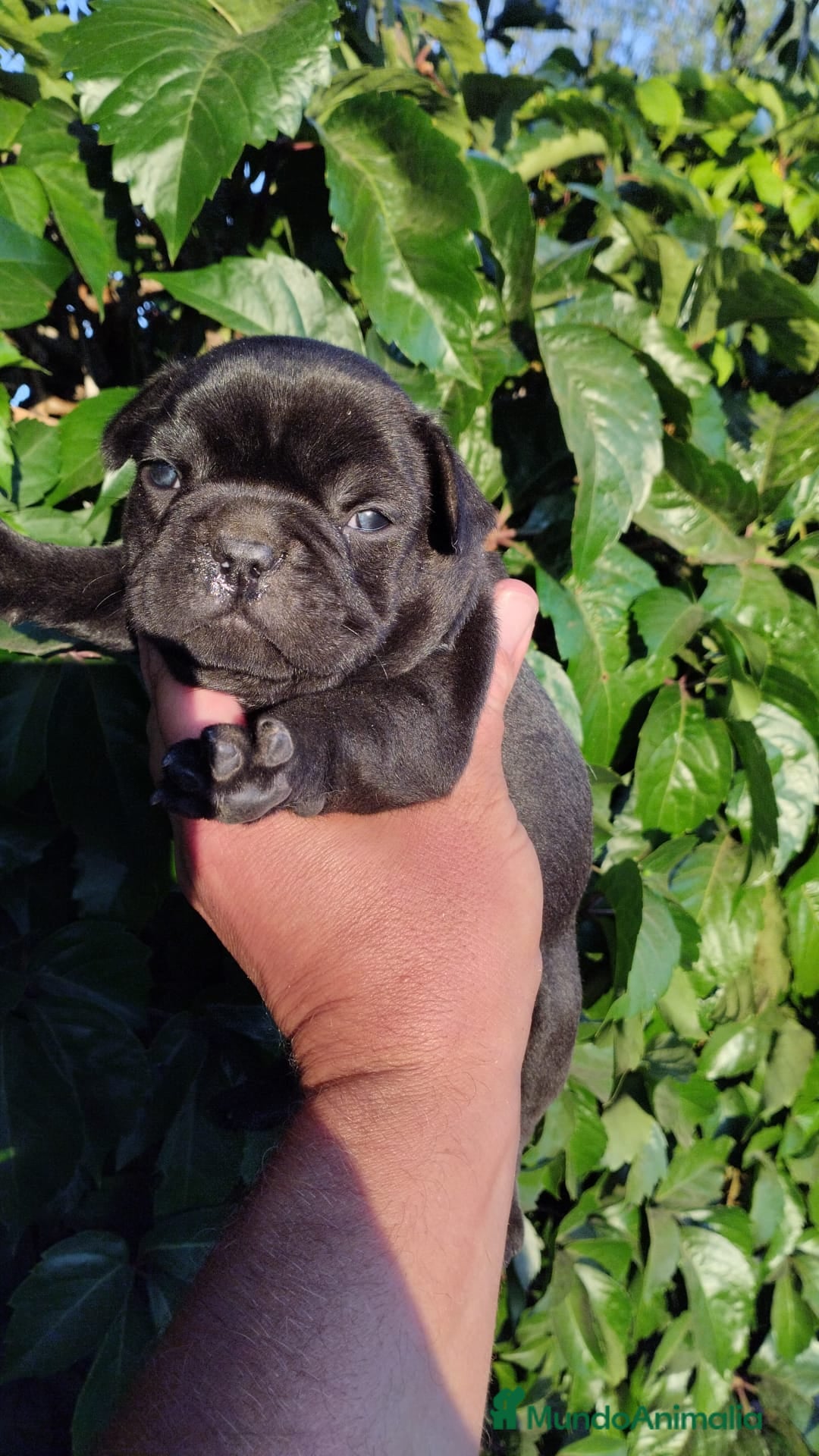 Bulldog Francés perros Bulldog Frances - Anuncio 1