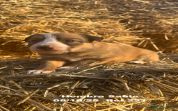 Border Collie perros en venta: BORDER COLLIE Sable Merle - Imagen 21