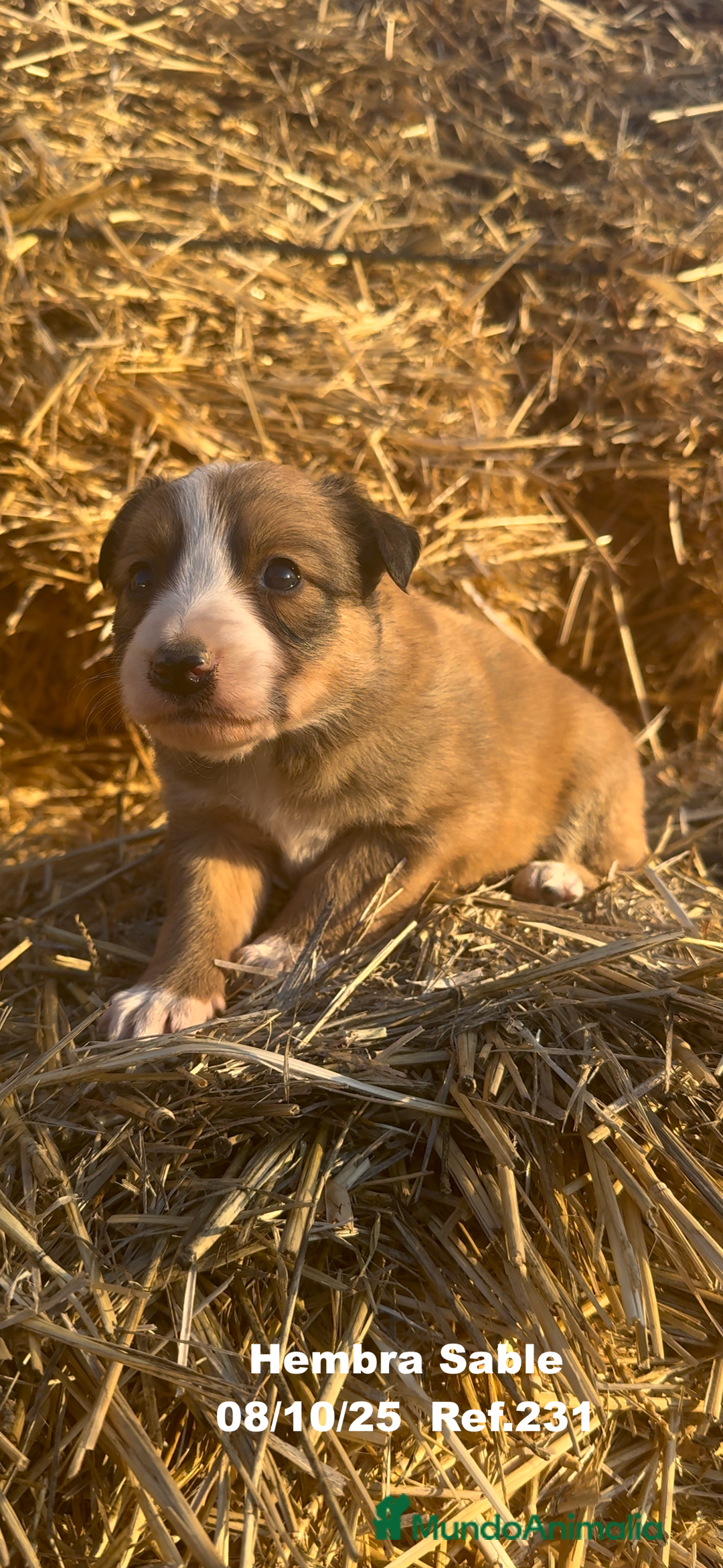Border Collie perros en venta: BORDER COLLIE Sable Merle - Imagen 21