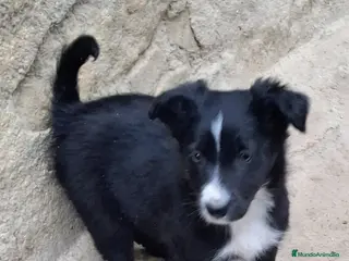 Border Collie perros Boder collie Villaviciosa de odon - Anuncio 27
