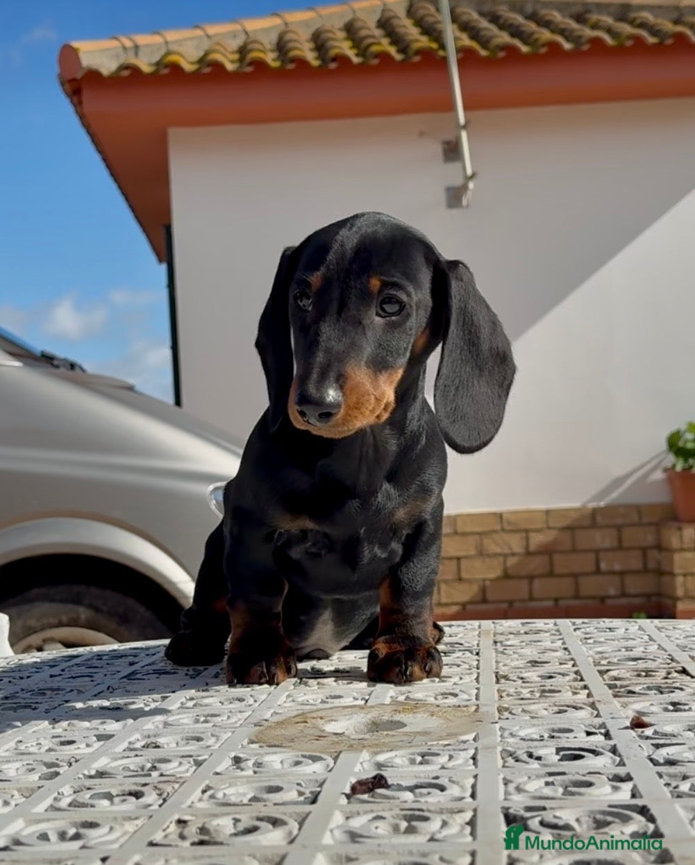 Teckel perros Cachorro macho teckel standard - Anuncio 1