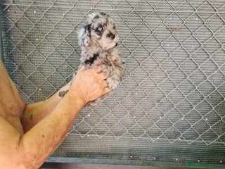 Caniche Toy perros - Anuncio 31