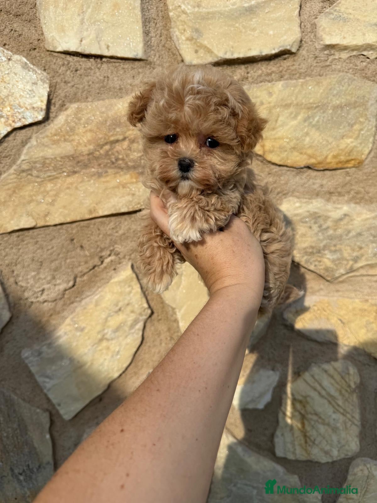 Maltipoo perros Maltipoo tacita de té Macho  - Anuncio 3