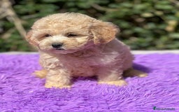 Maltipoo perros en venta: MALTIPOO F1 DISPONIBLES - Imagen 3