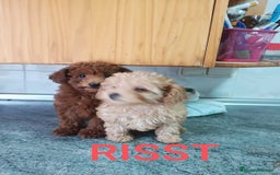 Caniche Toy perros en venta: CANICHES TOYS CALIDAD Y SELECCIÓN  - Imagen 5