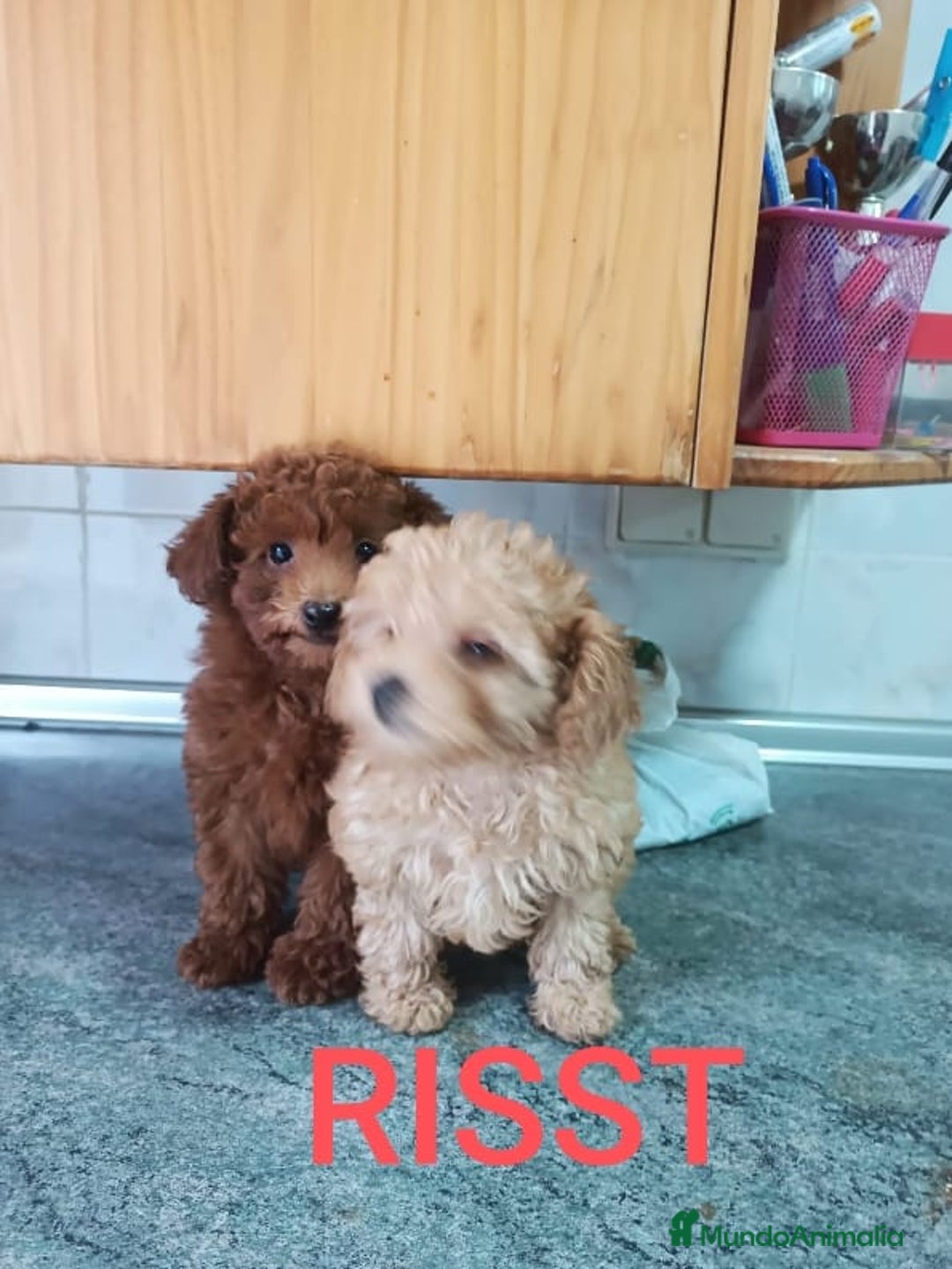 Caniche Toy perros en venta: CANICHES TOYS CALIDAD Y SELECCIÓN  - Imagen 5