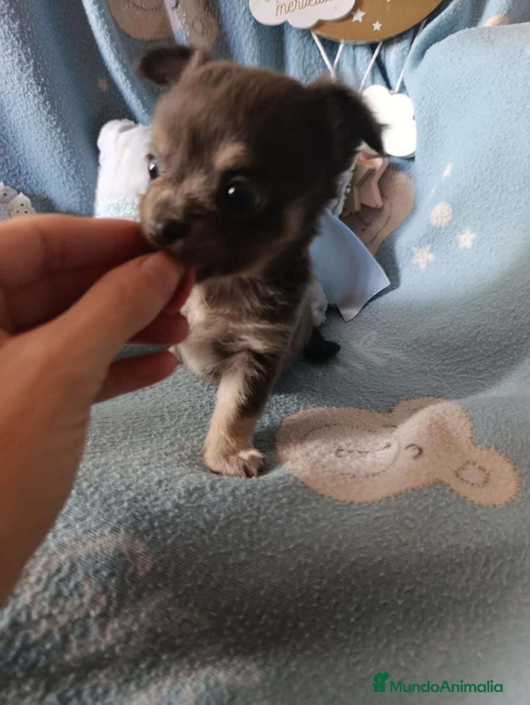 Chihuahua perros en venta: Macho chihuahua azul  - Anuncio 1