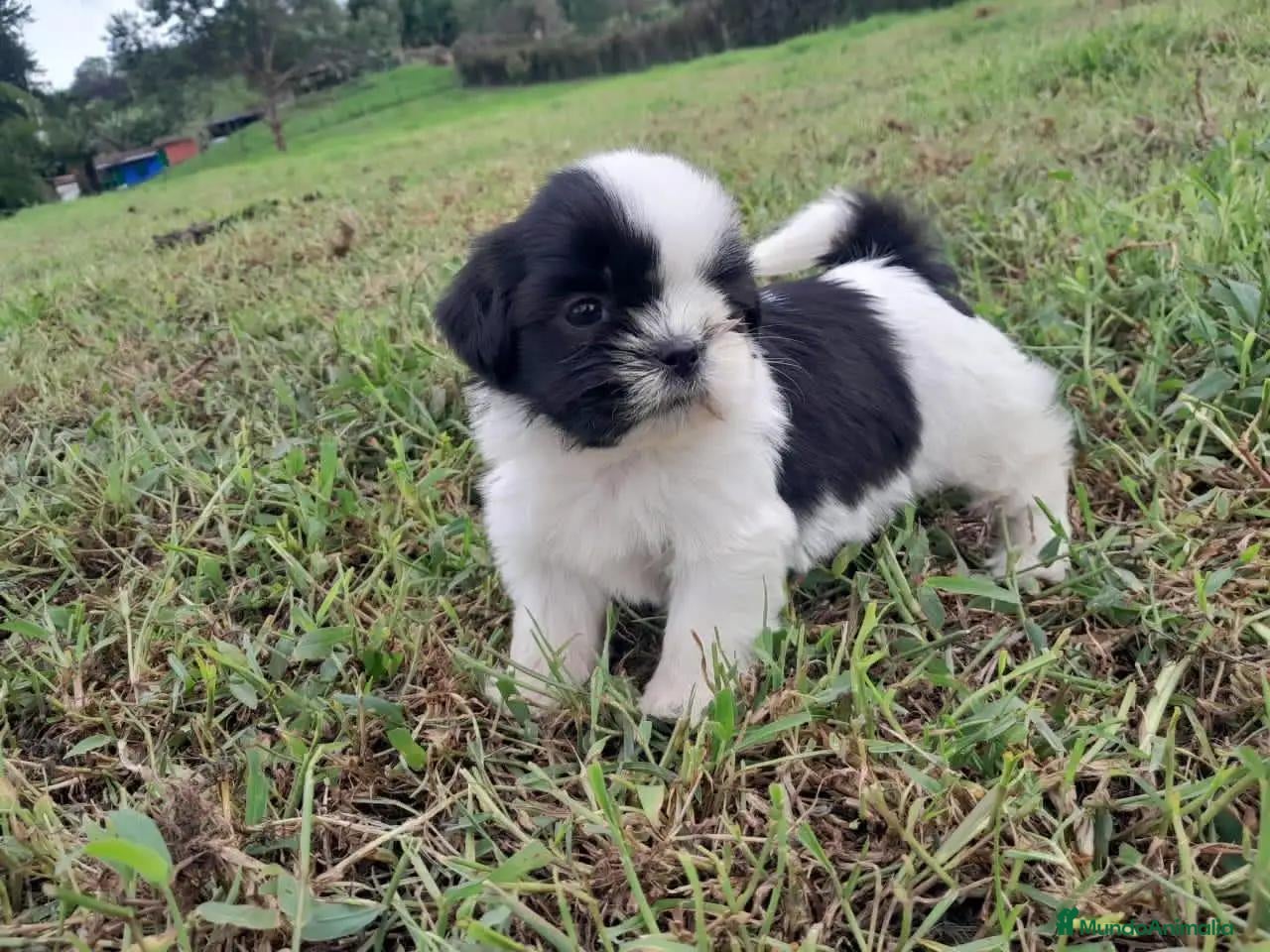 Shih Tzu perros en venta: Shih Tzu - Anuncio 3
