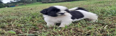Shih Tzu 1