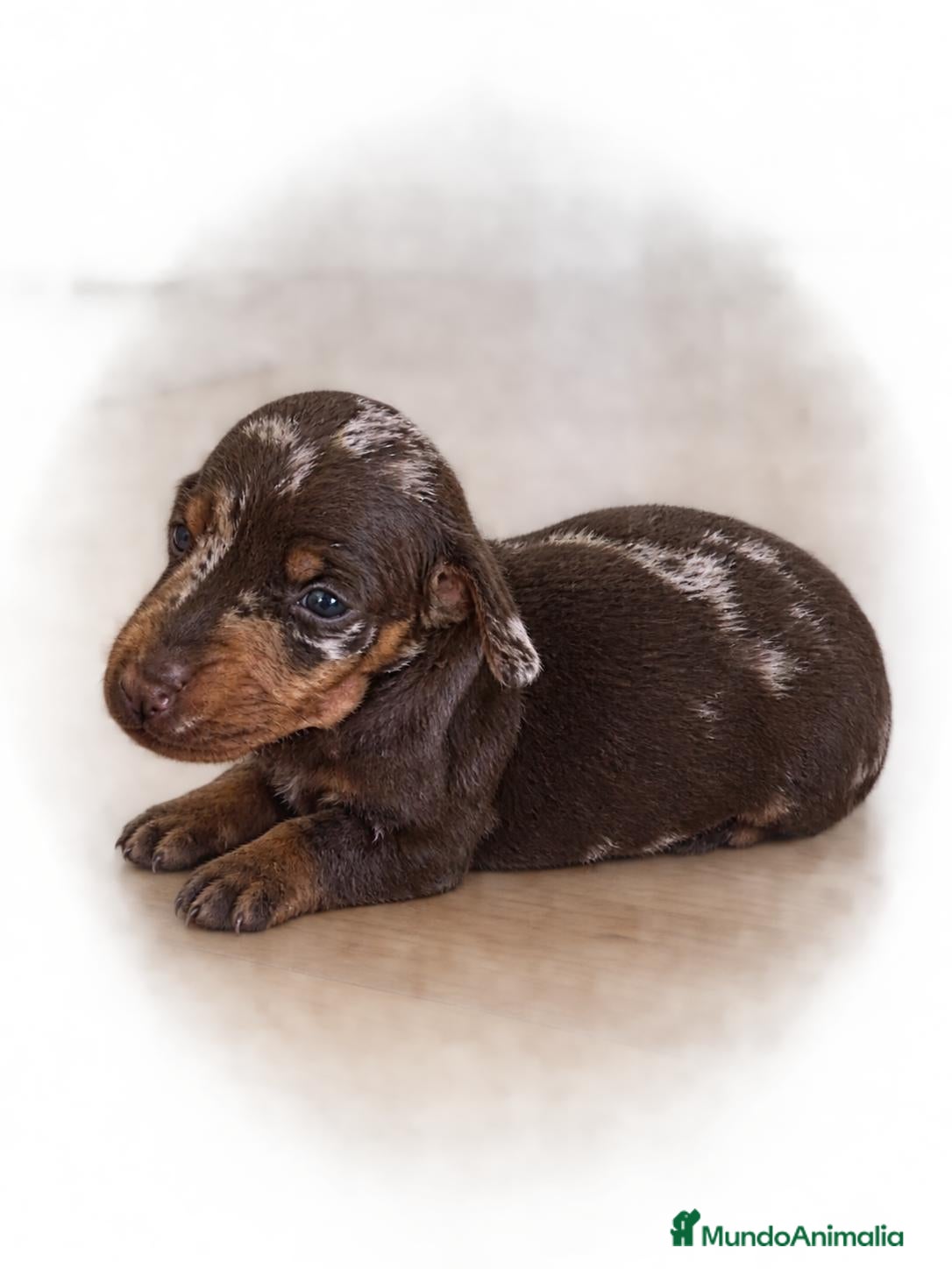 Teckel Miniatura perros TECKEL HEMBRITA MINIATURA ARLEQUIN  - Anuncio 6