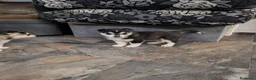 Husky Siberiano perros en venta: Pareja de Husky siberiano - Anuncio 8