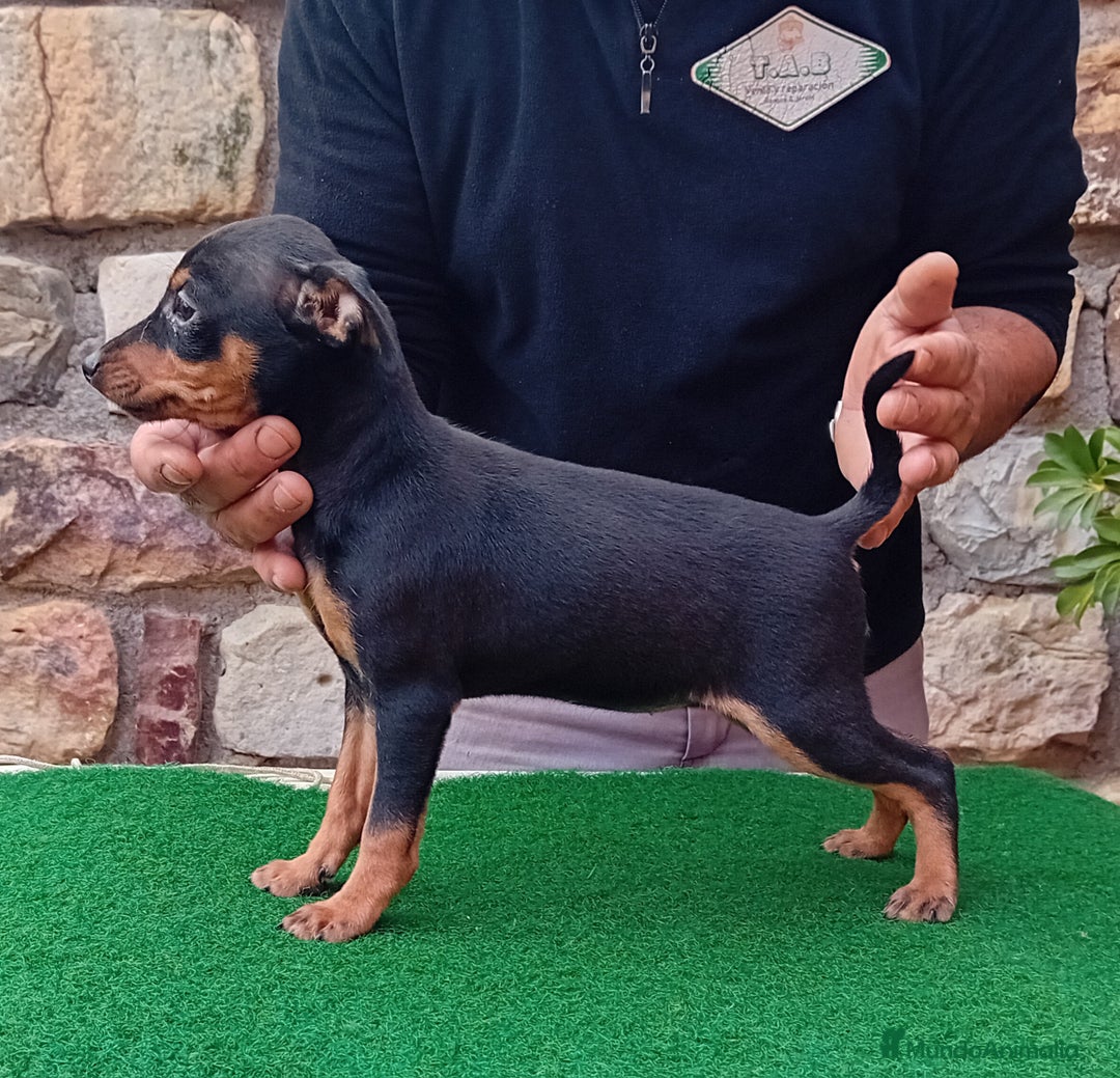 Pinscher Miniatura perros en venta: Pincher de carmargut - Imagen 2