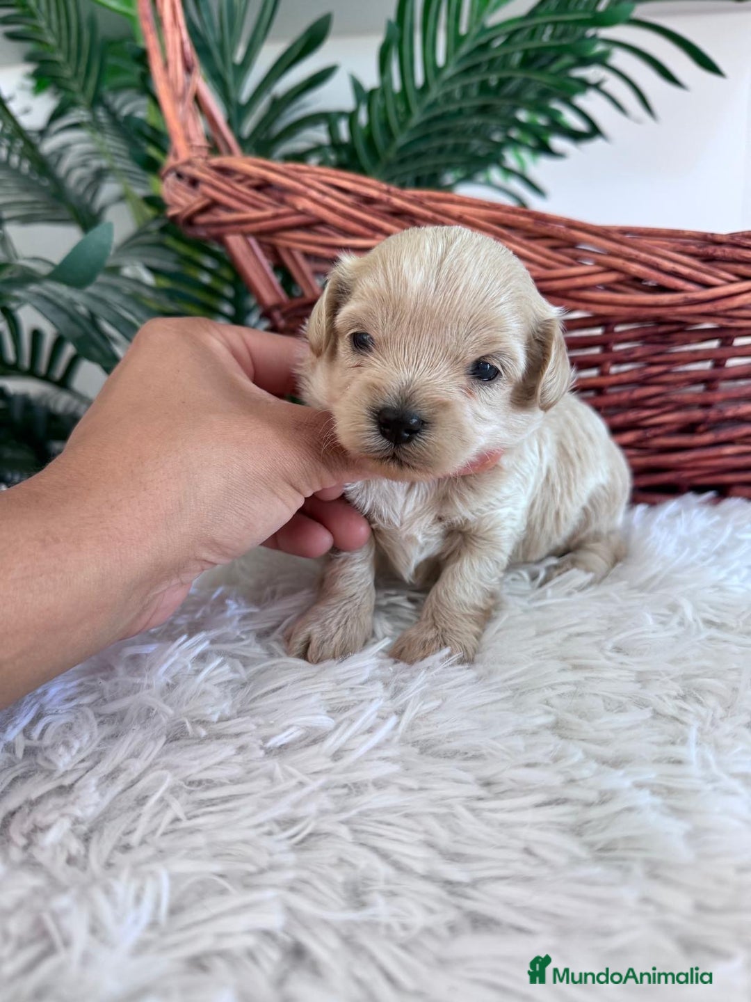 Maltipoo perros en venta: MALTIPOO MACHO - Imagen 22
