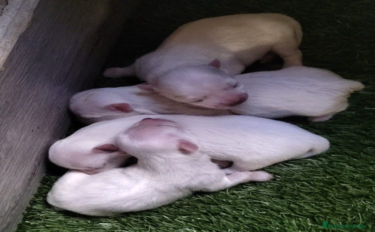 Bichón Maltés perros - Anuncio 6