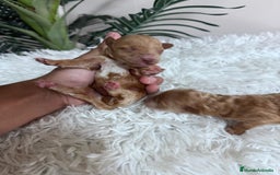 Caniche Toy perros en venta: CANICHE TOY - Imagen 19