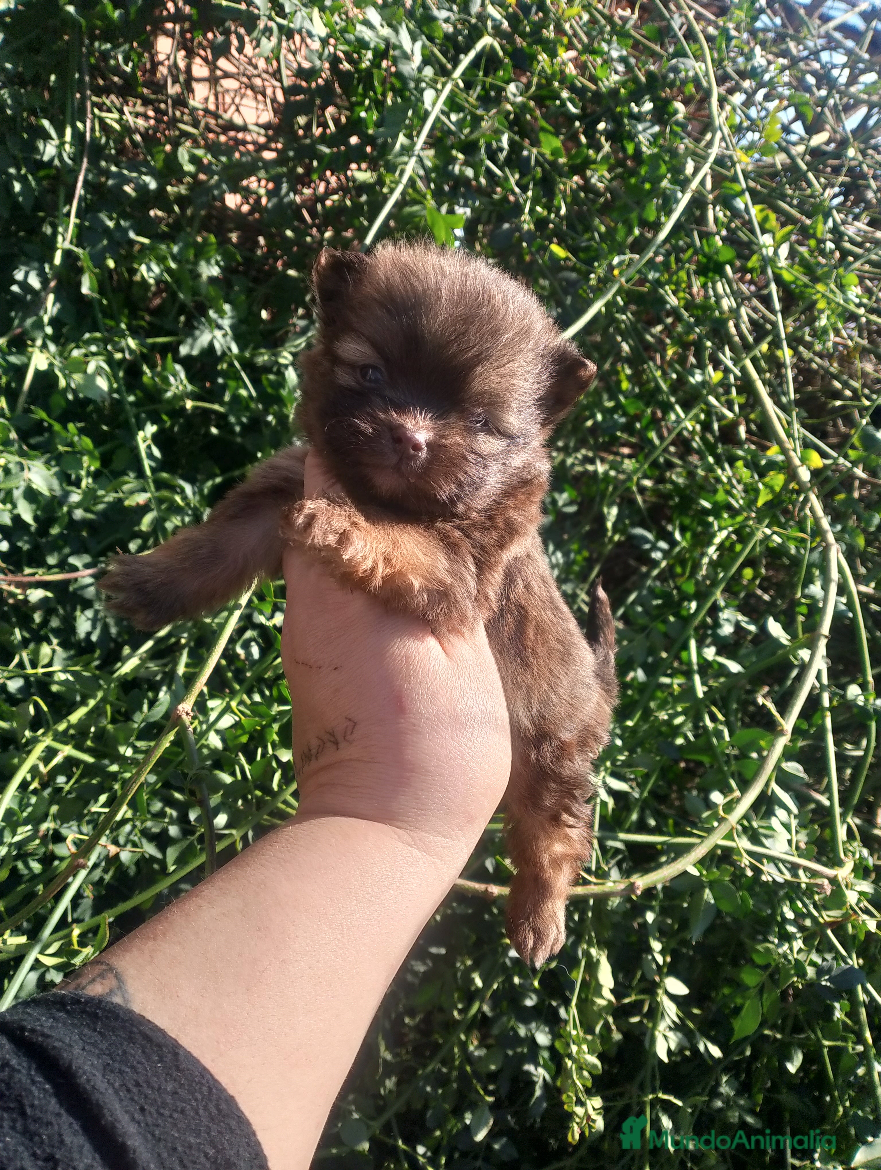 Raza Mixta perros Maltipom machos chocolate  - Anuncio 5