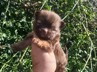 Raza Mixta perros Maltipom machos chocolate - Anuncio 5