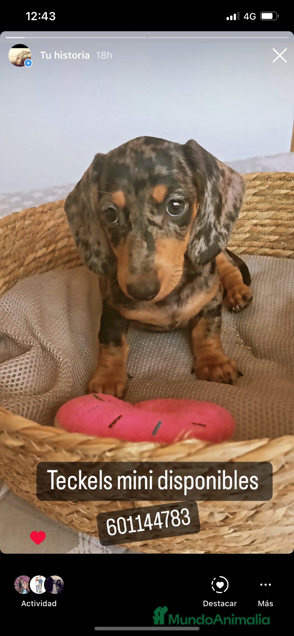 Teckel Miniatura perros Excelente Teckel negro fuego y arlequín plata  - Anuncio 15