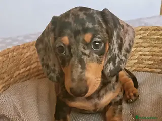 Teckel Miniatura perros Excelente Teckel negro fuego y arlequín plata - Anuncio 15