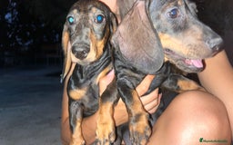Teckel perros en venta: Teckel en venta  - Imagen 2