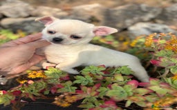 Chihuahua perros en venta: Chihuahua toy pelo corto!!! - Anuncio 3