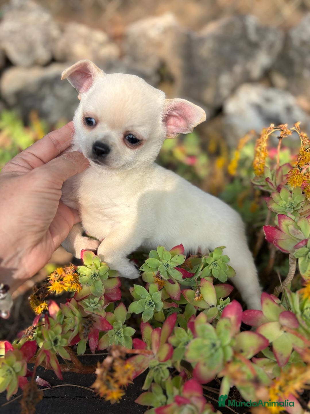 Chihuahua perros en venta: Chihuahua toy pelo corto!!! - Anuncio 3