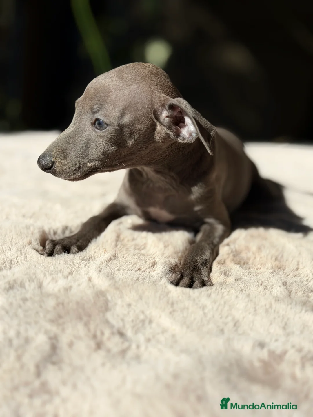 Pequeño Lebrel Italiano perros en venta: Piccolo Blue  - Anuncio 4