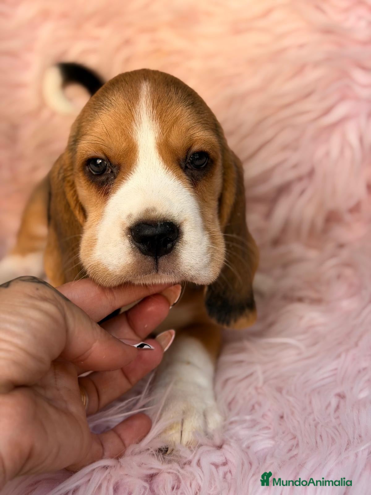 Beagle perros BEAGLE INGLES LOS MÁS PEQUEÑOS - Anuncio 2