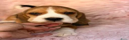 Beagle perros en venta: BEAGLE INGLES LOS MÁS PEQUEÑOS - Anuncio 1