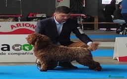 Perro de Agua Español perros en venta: Cacorros perro de ahua español - Imagen 5