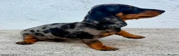 Teckel Miniatura perros en venta: Teckel kaninchen arlequín merle blue - Anuncio 13