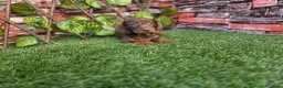 Teckel Miniatura perros en venta: TECKEL MINI CHOCOLATE - Anuncio 1