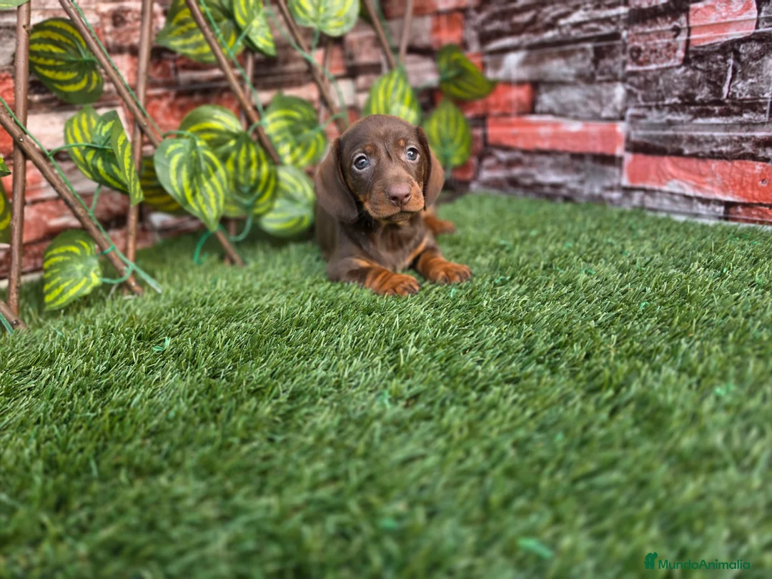 Teckel Miniatura perros en venta: TECKEL MINI CHOCOLATE - Anuncio 1