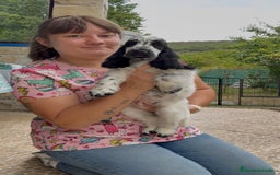 Cocker Spaniel Inglés perros en venta: Juguetones cocker spaniel ingles calidad - Imagen 1