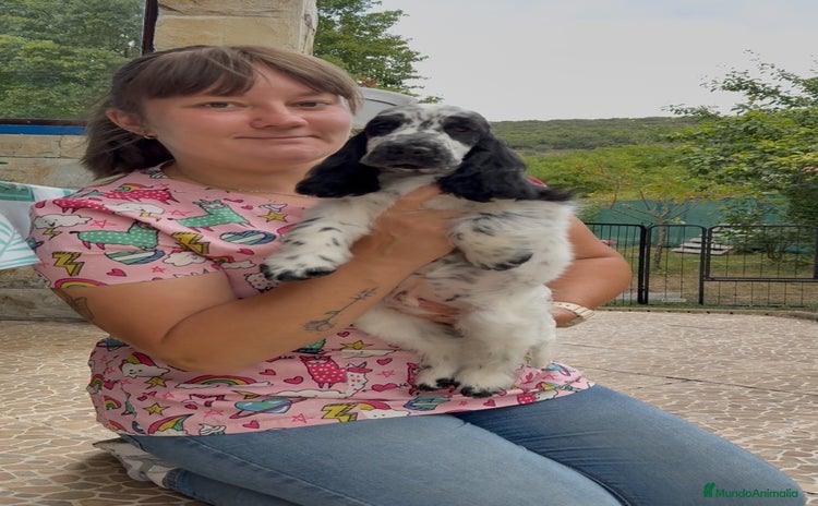 Cocker Spaniel Inglés perros - Propaganda 2