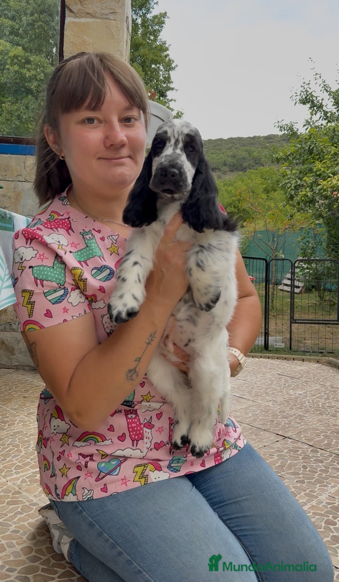 Cocker Spaniel Inglés perros en venta: Juguetones cocker spaniel ingles calidad - Imagen 1