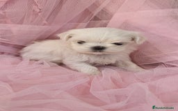 Bichón Maltés perros en venta: Bichón maltes coreano Macho y Hembra  - Imagen 8