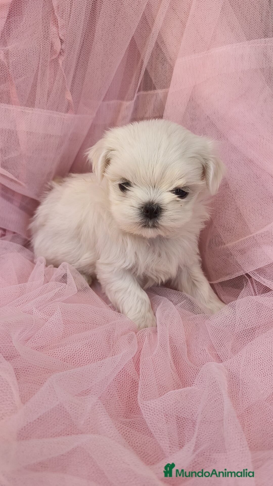 Bichón Maltés perros en venta: Bichón maltes coreano Macho y Hembra  - Imagen 8