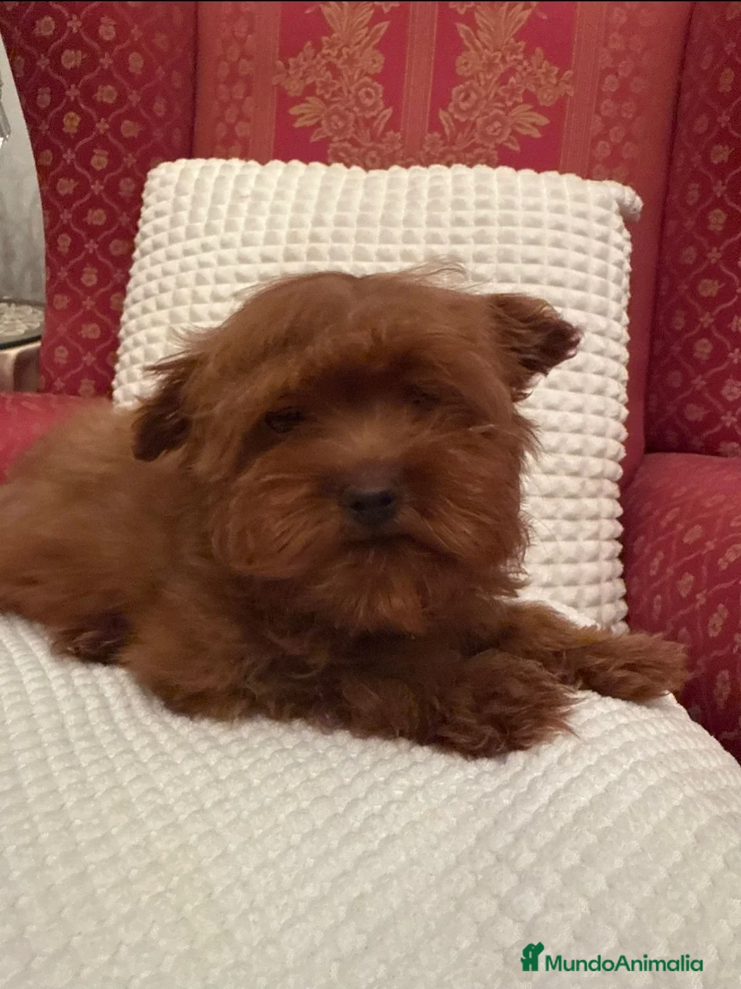 Maltipoo perros en venta: Impresionantes maltipoo - Anuncio 2
