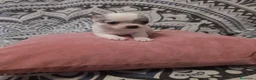 Chihuahua perros en venta: Chihuahua  - Anuncio 5