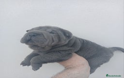 Shar Pei perros en venta: ‼️‼️Preciosa camada de minipeis - Imagen 2